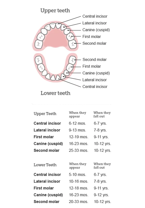 Children's Dentistry Information | Bayswater Station Dental